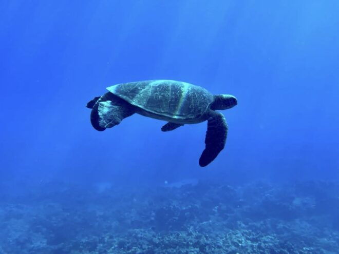 Kayak, Whale Watch And Snorkel At Turtle Town - Tour Description