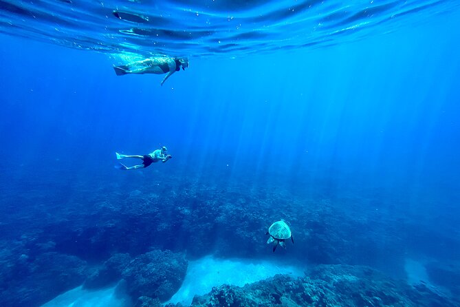 Kayak, Whale Watch, and Snorkel @ Turtle Town With Optional Photo - Expectations and Requirements