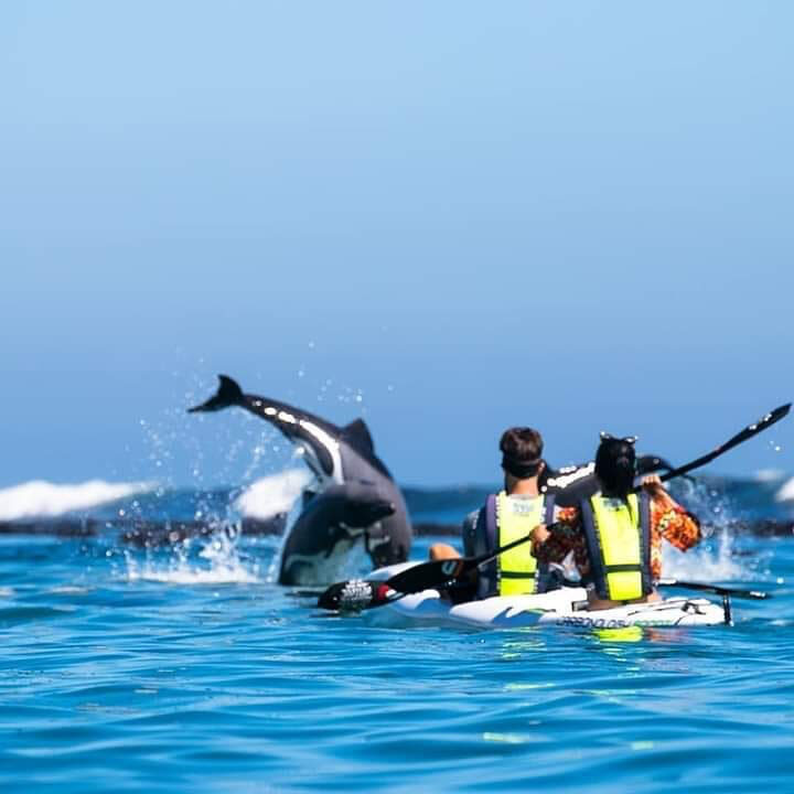 Kayak with Dolphins Experience in Cape Town - Cape Town looks different from a kayak