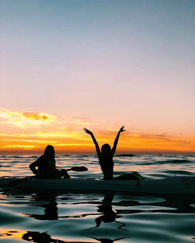 Kayak with Dolphins Experience in Cape Town - Wildlife is the wild card