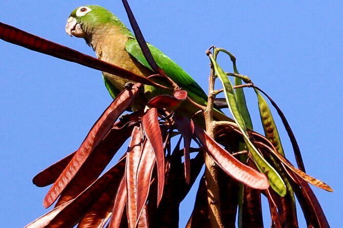 Kayaking Adventure at the Nichupte Lagoon in Cancun - The Experience: What to Expect from the Kayaking Tour