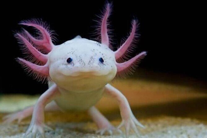 Kayaking adventure through the Xochimilco and Frida Kahlo Canals - Final Thoughts  