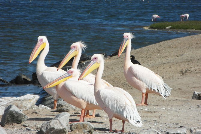 Kayaking and Sandwhich Harbour Dune 4x4 Combo - Transportation Information