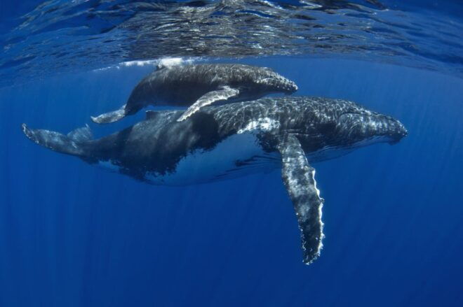 Kayaking and Snorkeling at Turtle Reef - Additional Options and Recommendations