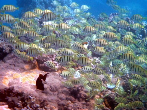 Kayaking and Snorkeling at Turtle Reef - Directions