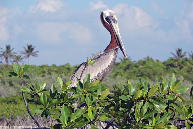 Kayaking and Snorkeling Experience Through Sian Kaan Biosphere Reserve - Cenote Snorkeling
