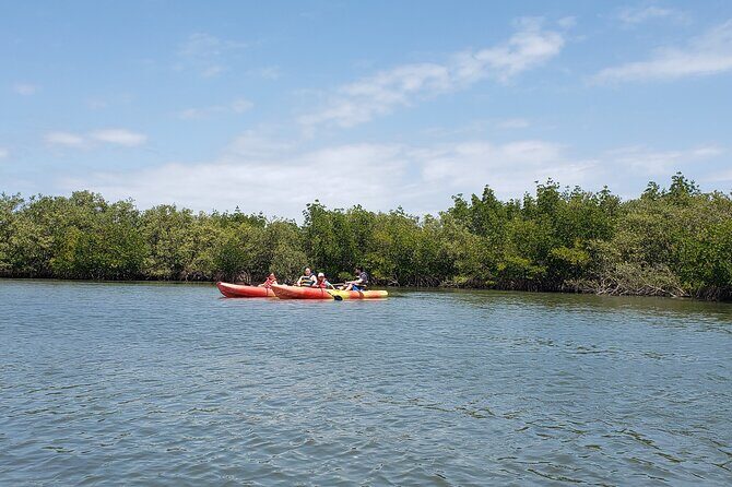 Kayaking Backwaters of New Smyrna Beach Ecotour/Birdwatching - What Makes This Tour Stand Out?