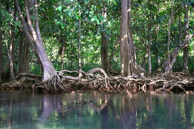 Kayaking in Ao Thalane - Discover the Mangrove Life - Pricing and Booking Information