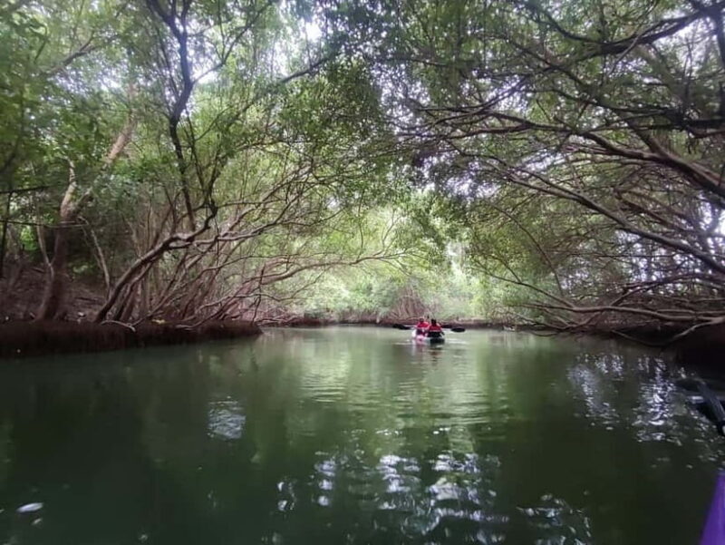 Kayaking in Backwaters of Pondicherry - Good To Know