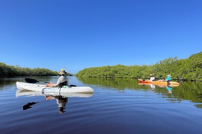 Kayaking in the Mangroves Experience - Who will love this tour?