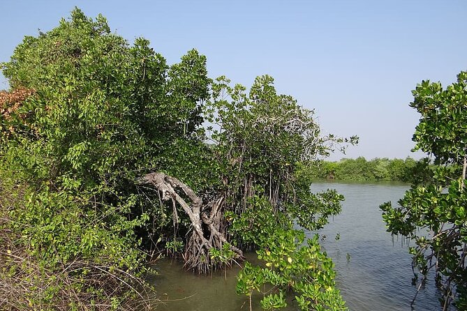 Kayaking on Sal Backwaters - Goa - Safety Precautions and Recommendations