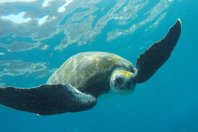 Kayaking Snorkeling With Turtles - Additional Information