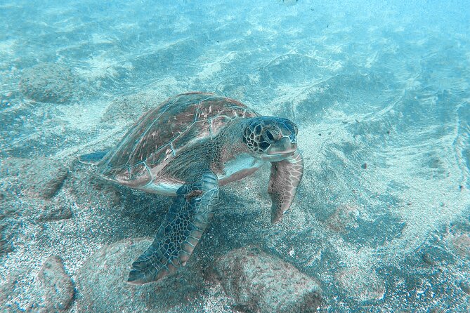 Kayaking Snorkeling With Turtles - Common Questions
