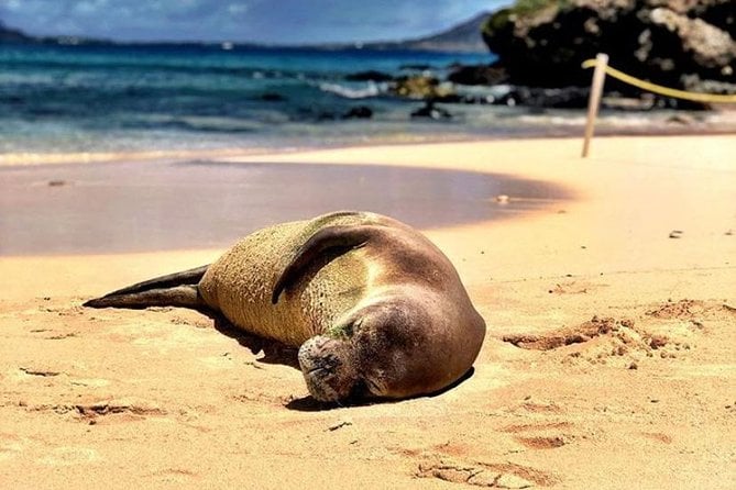 Kayaking Tour of Kailua Bay With Lunch, Oahu - What To Expect