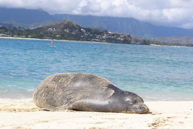 Kayaking Tour of Kailua Bay With Lunch, Oahu - Lowest Price Guarantee