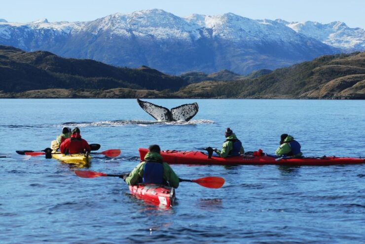 Kayaking Trip: Whales and Wildlife - Booking Information