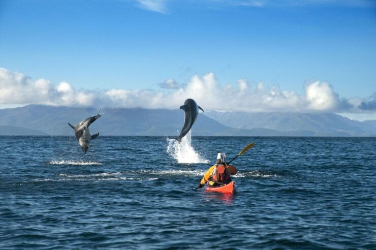 Kayaking Trip: Whales and Wildlife - About the Activity