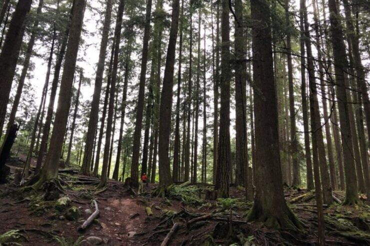 Kayaking Vancouver Tour - Itinerary Details