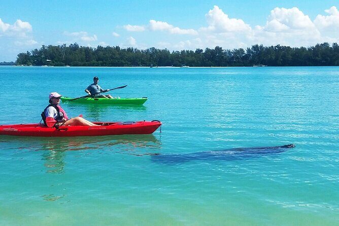 Kayaking with coastal wildlife in Sarasota Bay - The Experience in Detail