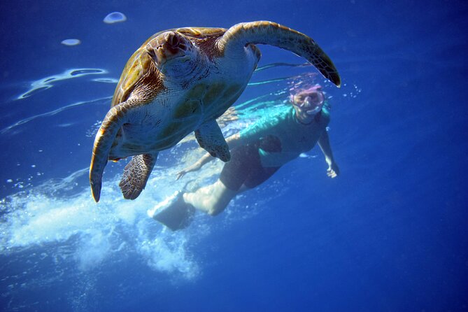 Kayaking With Dolphins and Turtles and Snorkelling in Tenerife - Overview and Logistics