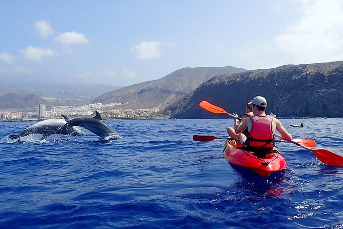 Kayaking With Dolphins and Turtles and Snorkelling in Tenerife - Itinerary and Experience