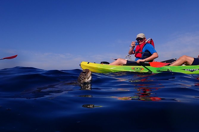 Kayaking With Dolphins and Turtles and Snorkelling in Tenerife - Wildlife Sightings and Guide/Staff