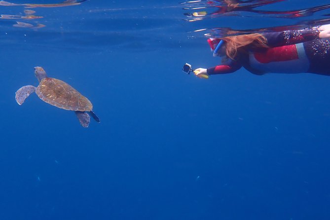 Kayaking With Dolphins and Turtles and Snorkelling in Tenerife - The Sum Up