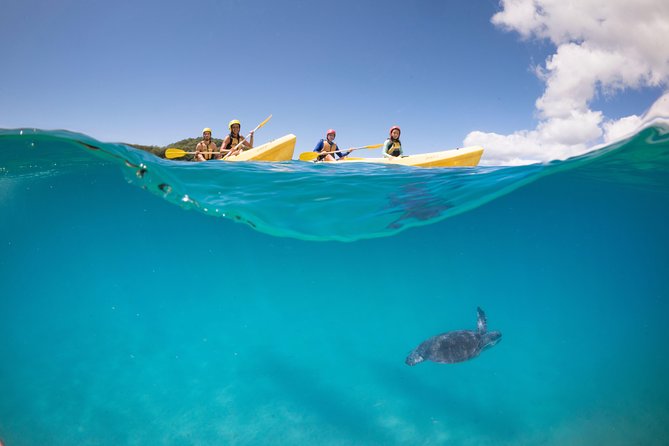 Kayaking With Dolphins in Byron Bay Guided Tour - Positive Experiences