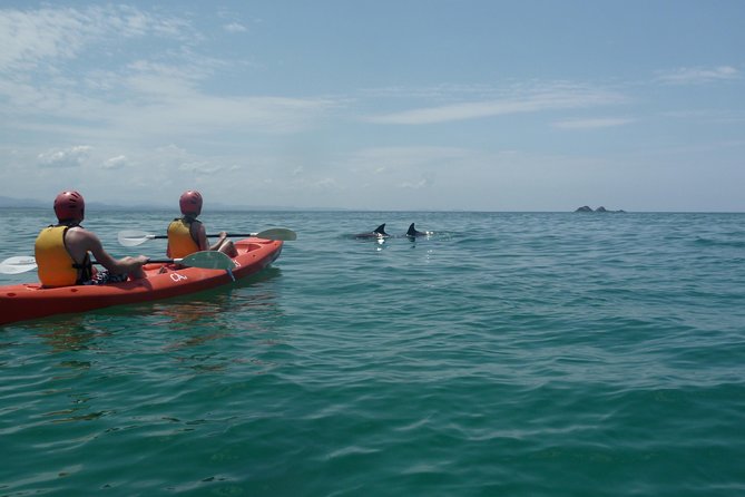 Kayaking With Dolphins in Byron Bay Guided Tour - Dolphin Sightings