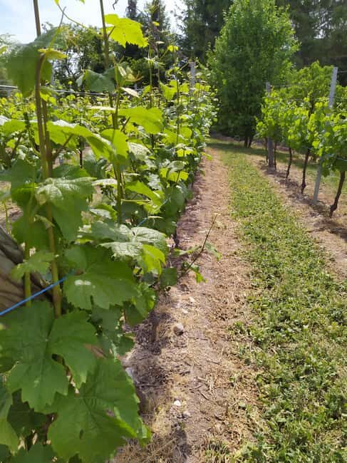 Kaysersberg Vineyard Discovery of the vineyard and wine, Domaine Meyer-Krumb - FAQs