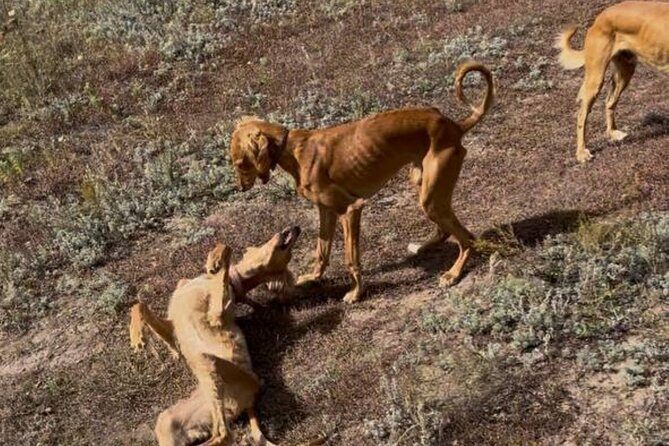 Kazakh Horseback Hunting and Yurt Dinner - Additional Experiences and Final Touches