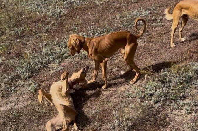 Kazakh Horseback Hunting and Yurt Dinner - How Does the Price Reflect the Experience?