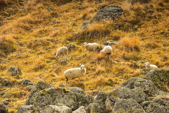 Kazbegi - One Day Trekking Private Tour to Angel Mountain 3096 M - Tour Overview