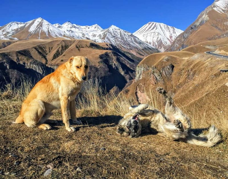 Kazbegi, Stepantsminda, and Gudauri Tour - End of the Day and Return to Tbilisi