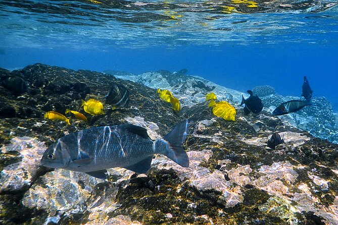 Kealakekua Bay and Captain Cook Monument Snorkel - Small-Group Experience - Tour Experience and Practical Information