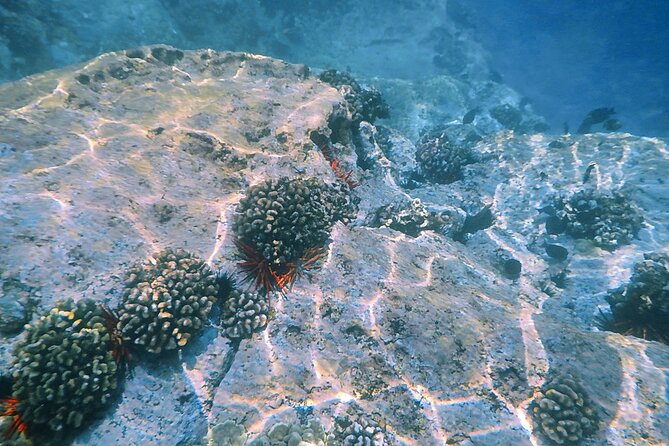 Kealakekua Bay and Captain Cook Monument Snorkel - Small-Group Experience - Common Questions