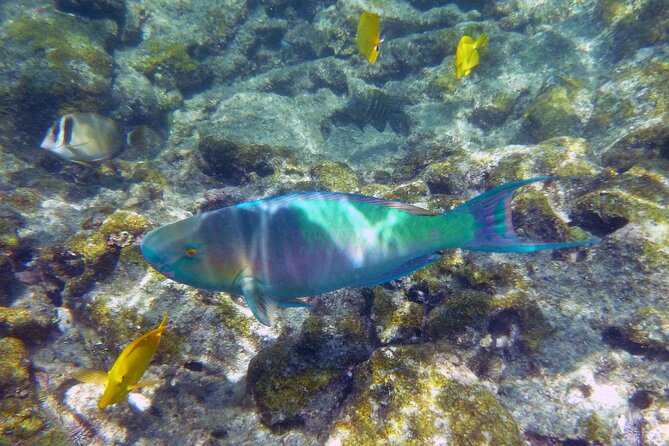 Kealakekua Bay and Captain Cook Monument Snorkel - Small-Group Experience - The Sum Up