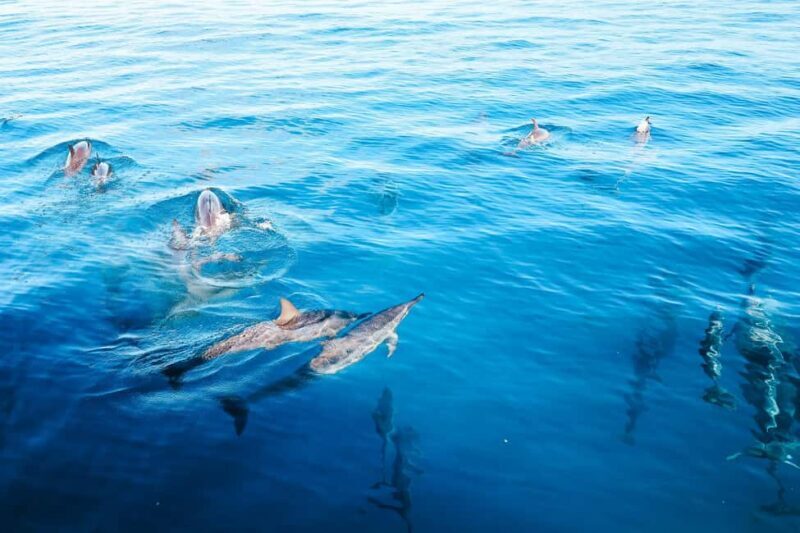 Kealakekua Bay Dolphin Watching, Snorkeling Boat Tour, BBQ - FAQ