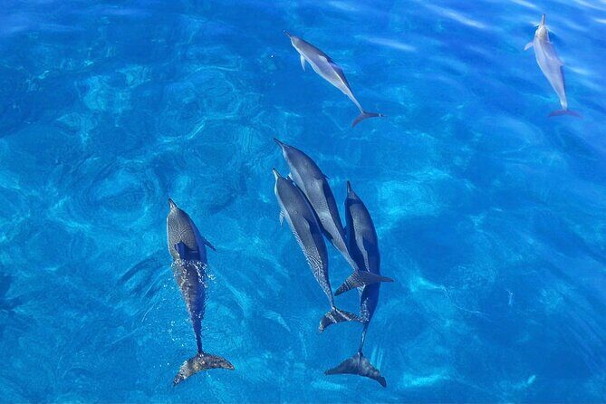 Kealakekua Bay Snorkel & Dolphin Watch In Kona - An In-Depth Look at the Kealakekua Bay Snorkel & Dolphin Tour