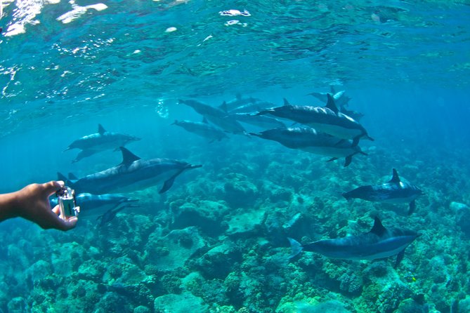 Kealakekua Bay Snorkeling Tour - 4 Hour Kona Zodiac Adventure - Kealakekua Bay Snorkeling