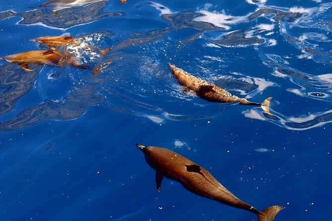 Kealakekua Snorkel and Sail Adventure - Reviews of the Kealakekua Snorkel and Sail Adventure