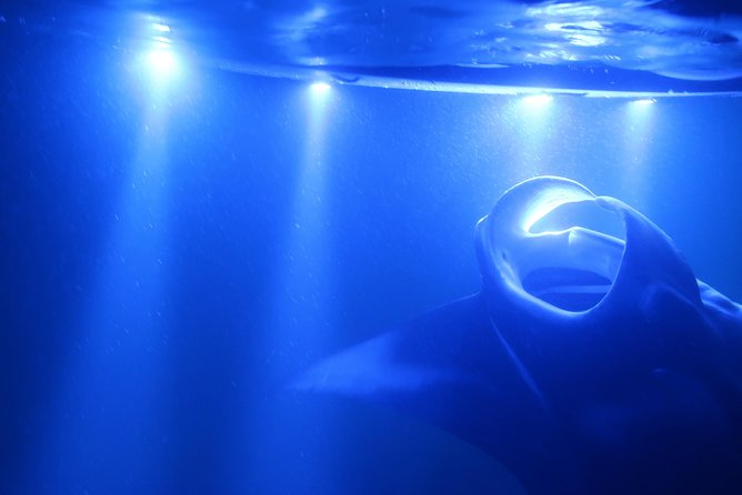Keauhou Manta Ray Night Snorkel in Kailua-Kona, HI - Pricing and Booking