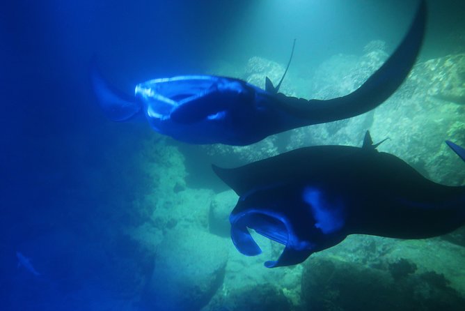 Keauhou Manta Ray Night Snorkel in Kailua-Kona, HI - Overview of the Experience