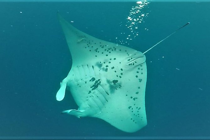 Keauhou Manta Ray Night Snorkel in Kailua-Kona, HI - Positive Experiences