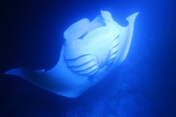 Keauhou Manta Ray Night Snorkel in Kailua-Kona, HI - Common Questions