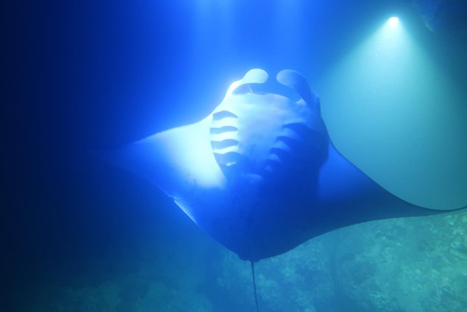 Keauhou Manta Ray Night Snorkel in Kailua-Kona, HI - The Sum Up
