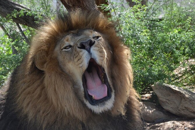 Keepers of the Wild Nature Park, Route 66 Tour in Crozier Canyon - Wildlife Encounters