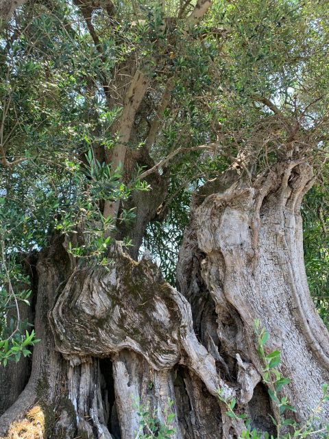 Kefalonia Farm Tour on E-Bikes - Tour Description