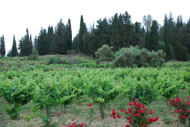 Kefalonia: Greek Wine Tasting at Sclavos Winery Near Lixouri - Customer Reviews and Testimonials
