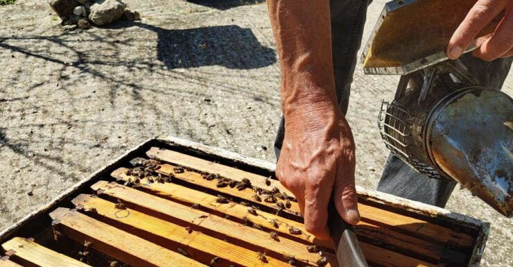Kefalonia Honey Tour on E-Bikes - Price and Duration